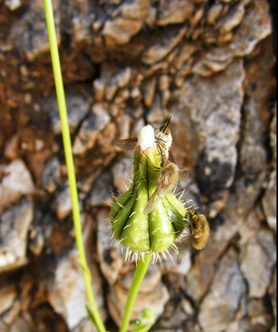 Bombyliidae